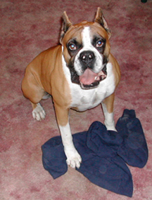 Dozer with his tug of war sweat shirt.