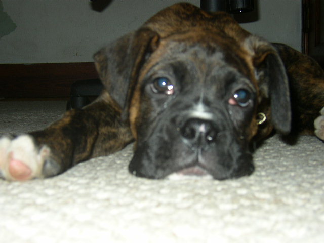 dozer