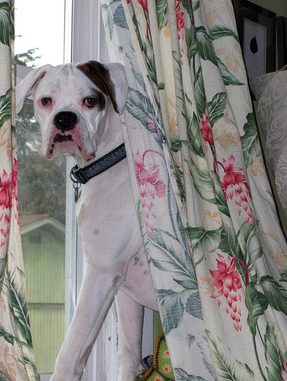Dozer