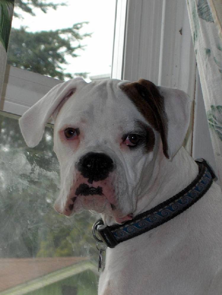 Dozer