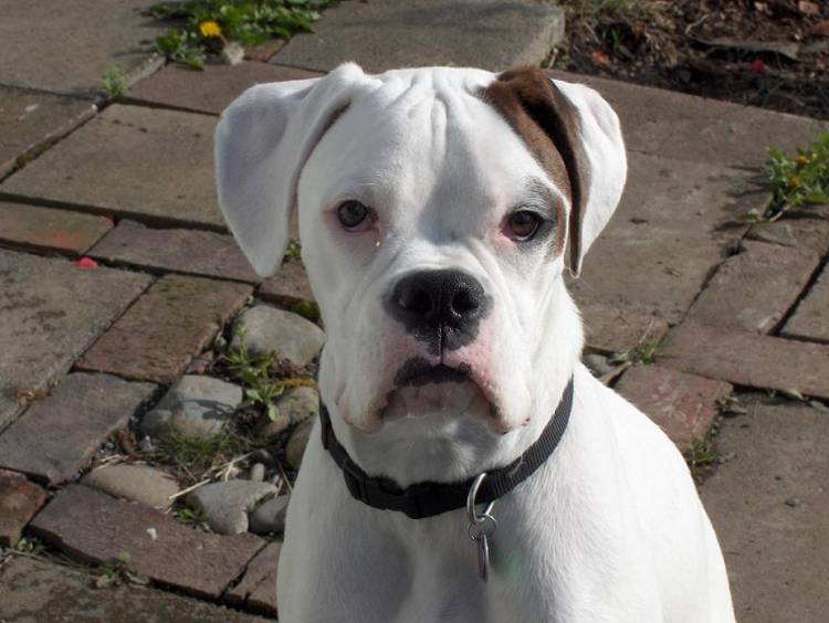 Dozer