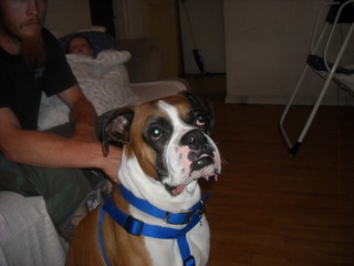 Dozer.