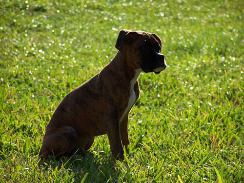 dozer11