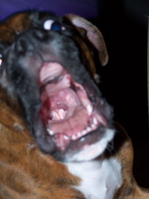 dozer14