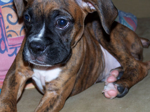 dozer19