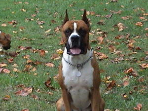 Dozer2