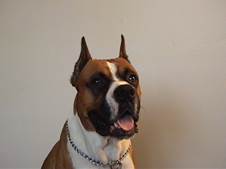 Dozer2