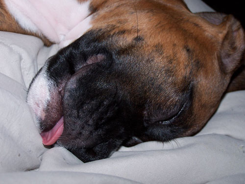 dozer3
