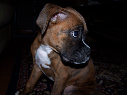 dozer4