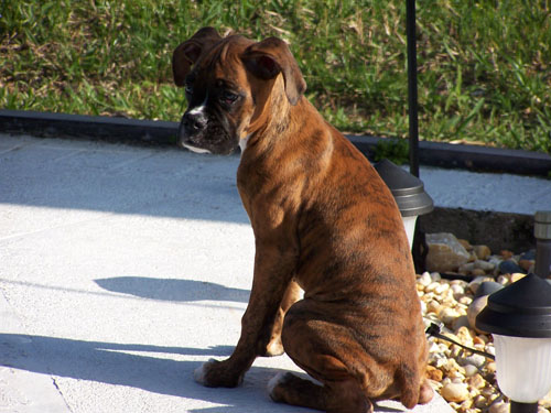 dozer6