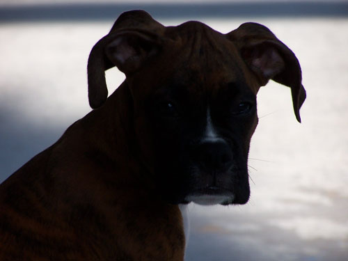 dozer9