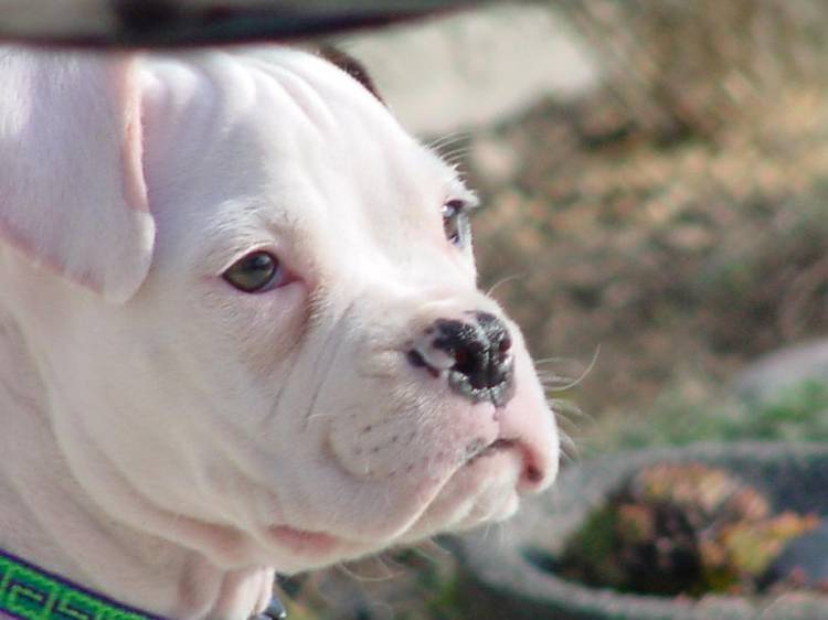 Dozer's Profile
