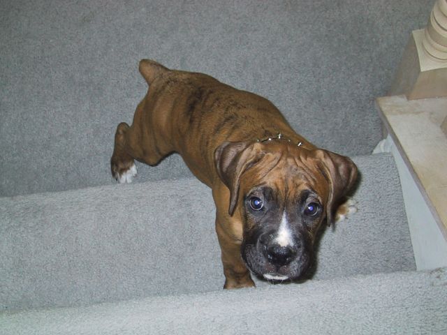 Drago 11 weeks