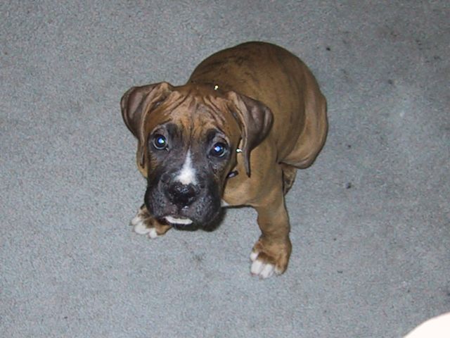 Drago 11 weeks