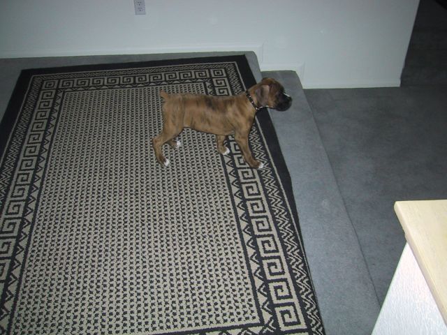 Drago 11weeks