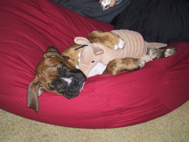 Drago and his teddy