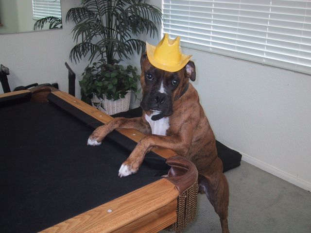 Drago playing pool