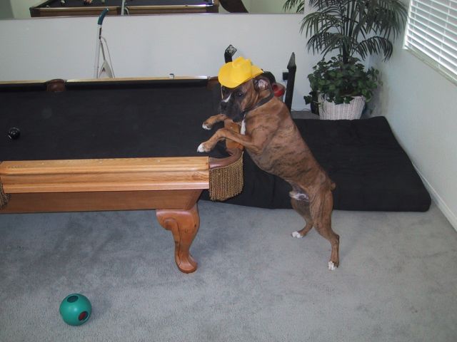 Drago playing pool