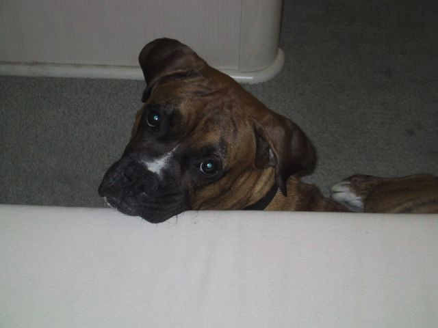 drago_couch