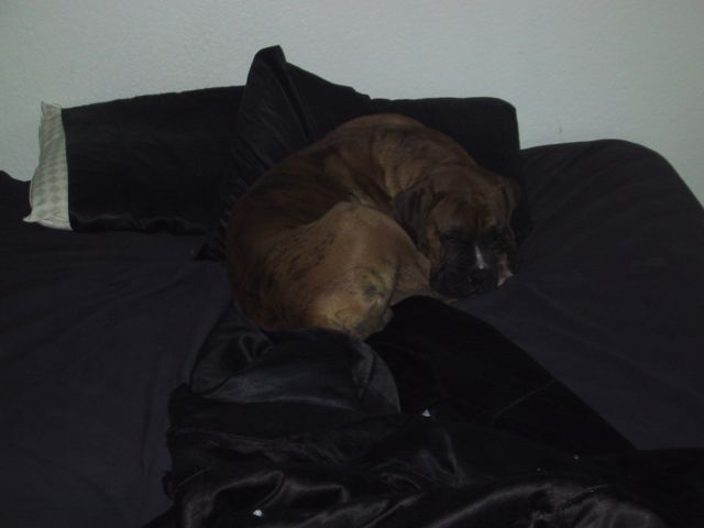 drago_in_bed