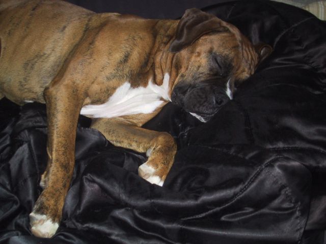 drago_in_bed2