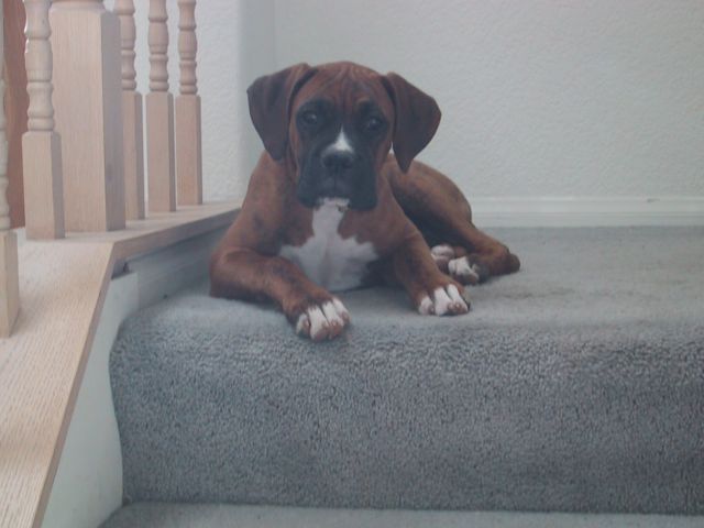 drago_pup_ears
