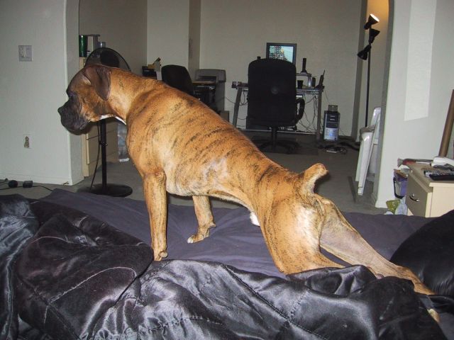 drago_stretch