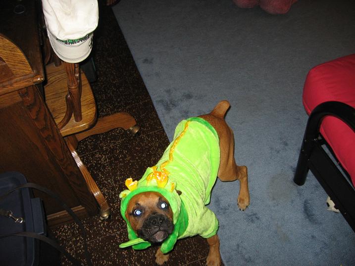 Dragon Dog