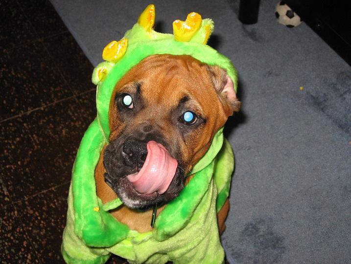 Dragon Madi