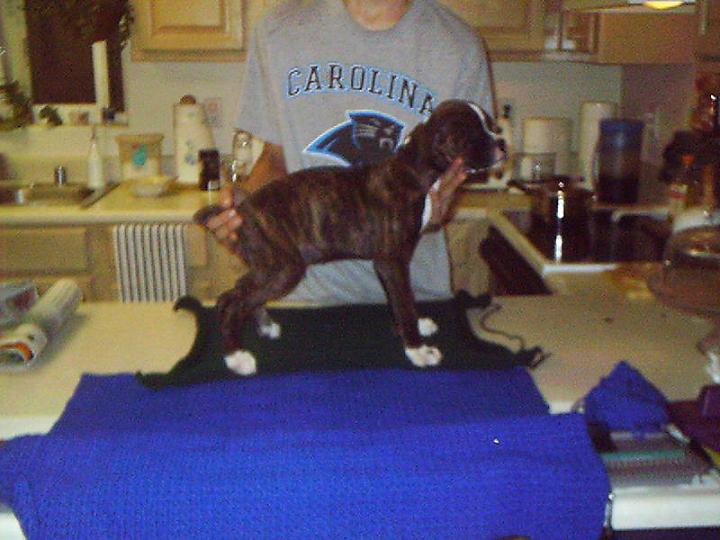 Drake at Ten Weeks