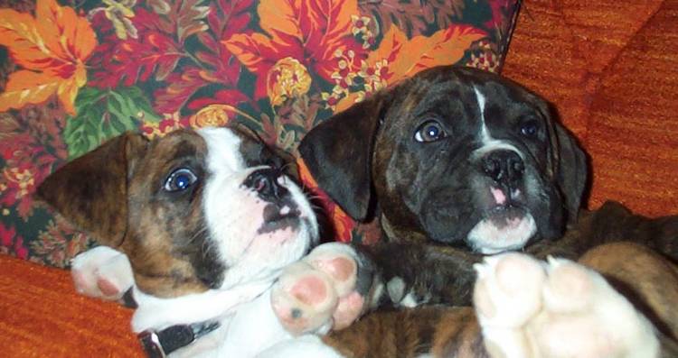 Drakeand Jake