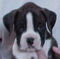 Draymia's Cosmic Wind at 5 weekds