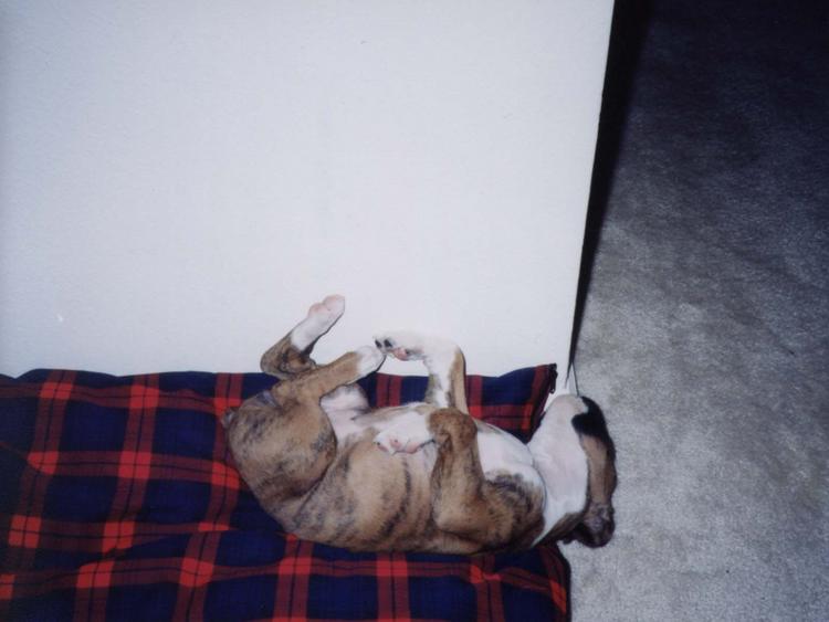 Dreaming about rabbits