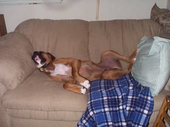 dreaming of doggie treats
