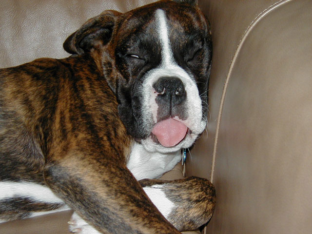 dreaming of giving slobbery boxer kisses