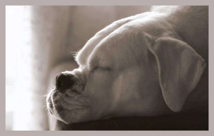 Dreaming...