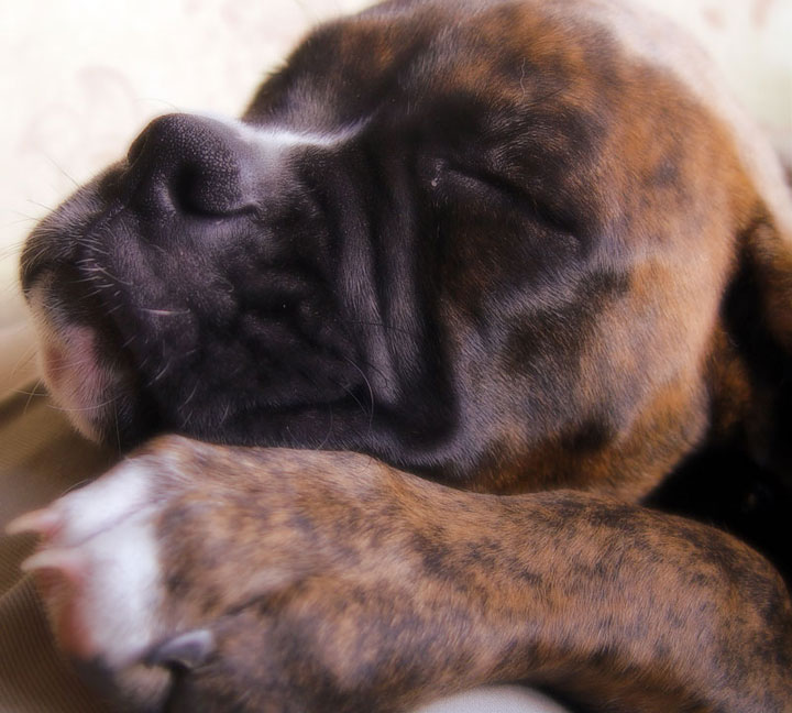 Dreamy Kabu