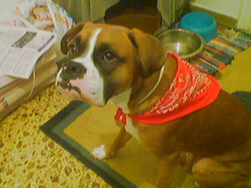 dressed up