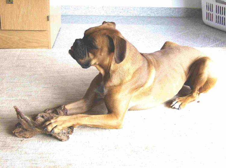 Driftwood- Favorite toy