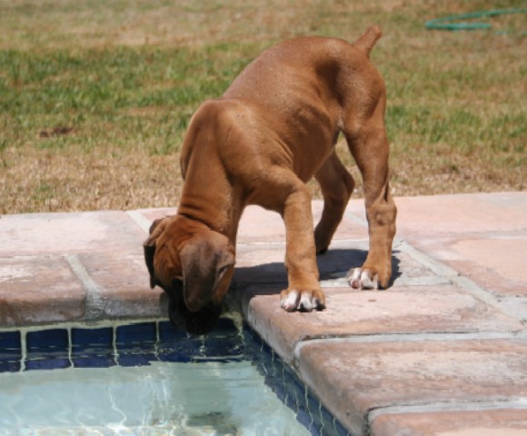 Drinking out the pool
