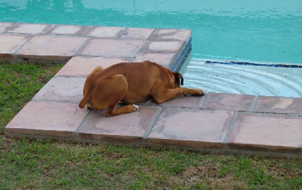 Drinking out the pool