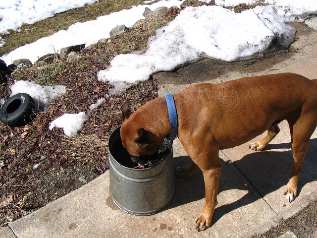 drinking sap