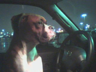 Driving Mommy