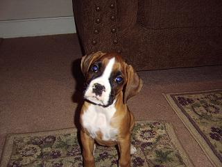 Droopy