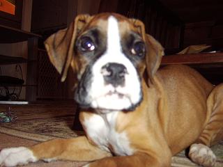 Droopy