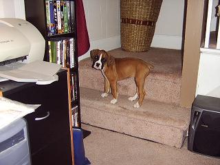 Droopy