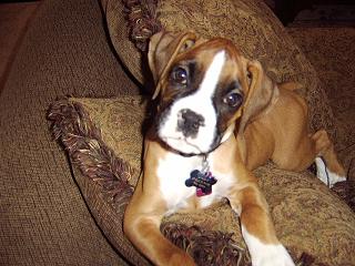 Droopy