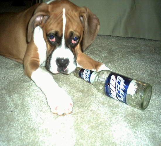 Drunk Puppy