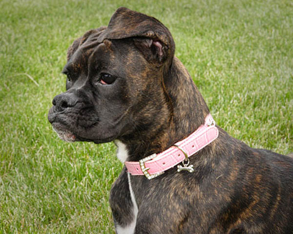 Dubby's new pink collar