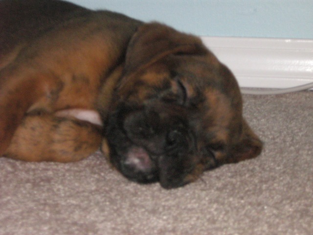 dublin at 9 weeks